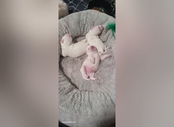 Bichon mini toy 2,5kg