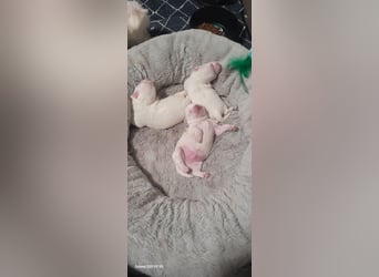 Bichon mini toy 2,5kg