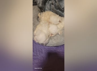 Bichon mini toy 2,5kg