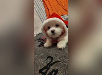 Bichon mini toy 2,5kg