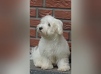 Fröhlicher Speedy sucht sein Zuhause
