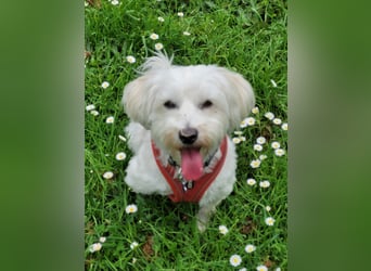 Fröhlicher Speedy sucht sein Zuhause
