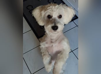 Fröhlicher Speedy sucht sein Zuhause