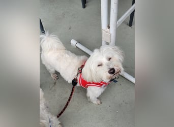 Fröhlicher Speedy sucht sein Zuhause