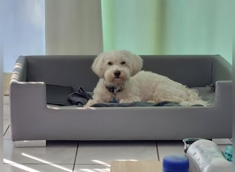 Fröhlicher Speedy sucht sein Zuhause