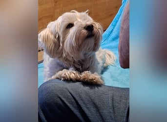 Fröhlicher Speedy sucht sein Zuhause