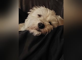 Fröhlicher Speedy sucht sein Zuhause
