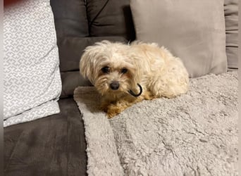 Sanfter Malteser-Rüde sucht liebevolles Zuhause 