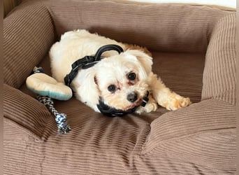 Sanfter Malteser-Rüde sucht liebevolles Zuhause 