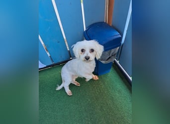 Bodza PP Raus aus dem Tierheim rein ins Glück