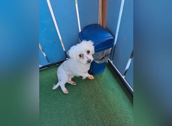 Bodza PP Raus aus dem Tierheim rein ins Glück