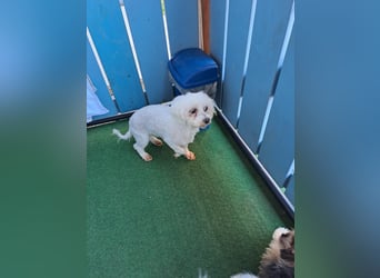 Bodza PP Raus aus dem Tierheim rein ins Glück