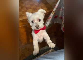 Susi  Einzelprinzessin aus 86316