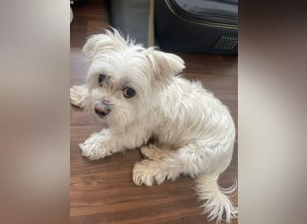 Susi  Einzelprinzessin aus 86316