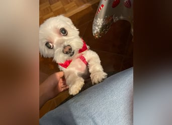 Susi  Einzelprinzessin aus 86316