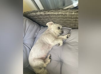 Susi  Einzelprinzessin aus 86316