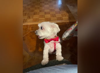 Susi  Einzelprinzessin aus 86316