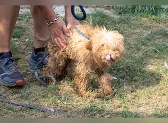 Mokka, kleiner Maltipoo Welpe geb 04/2025