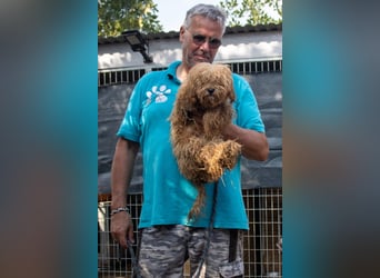 Mokka, kleiner Maltipoo Welpe geb 04/2025