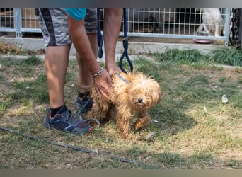 Mokka, kleiner Maltipoo Welpe geb 04/2025