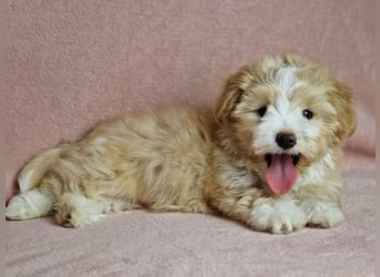Maltipoo Welpen zuckersüß