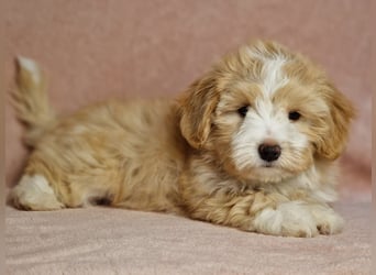 Maltipoo Welpen zuckersüß