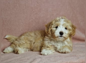 Maltipoo Welpen zuckersüß