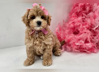 Maltipoo welpen