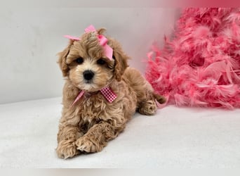 Maltipoo welpen