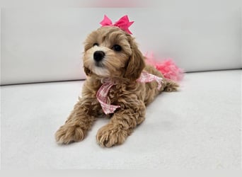 Maltipoo Welpen kleine Teddybären suchen ihre Herzensfamilie