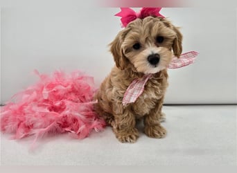 Maltipoo Welpen kleine Teddybären suchen ihre Herzensfamilie