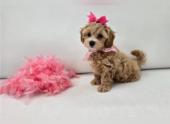 Maltipoo Welpen kleine Teddybären suchen ihre Herzensfamilie