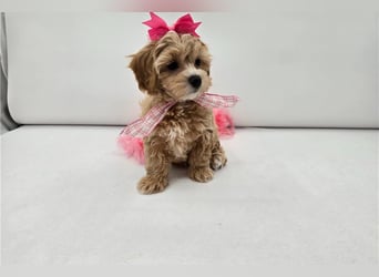 Maltipoo Welpen kleine Teddybären suchen ihre Herzensfamilie