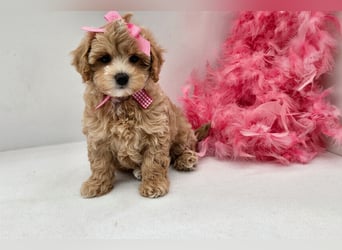 Maltipoo welpen