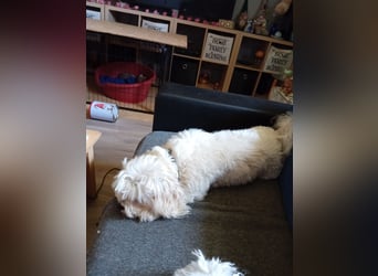 Bounty, Maltipoo, Rüde, 5 Jahre, 30 cm