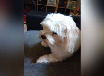 Bounty, Maltipoo, Rüde, 5 Jahre, 30 cm