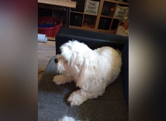Bounty, Maltipoo, Rüde, 5 Jahre, 30 cm