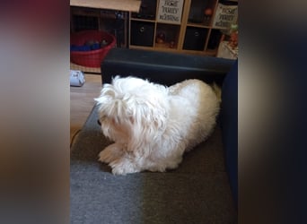 Bounty, Maltipoo, Rüde, 5 Jahre, 30 cm