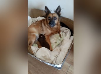 Moka, kleiner Welpenjunge sucht sein Körbchen