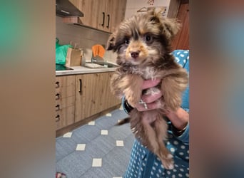 Moka, kleiner Welpenjunge sucht sein Körbchen