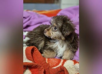 Moka, kleiner Welpenjunge sucht sein Körbchen