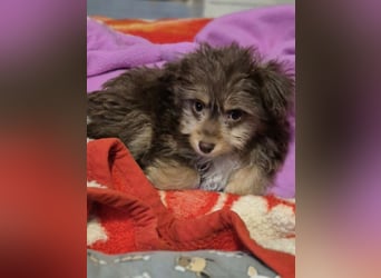 Moka, kleiner Welpenjunge sucht sein Körbchen