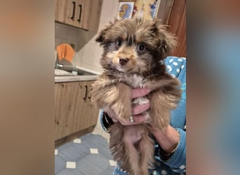 Moka, kleiner Welpenjunge sucht sein Körbchen