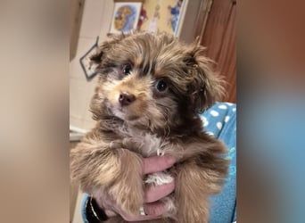 Moka, kleiner Welpenjunge sucht sein Körbchen