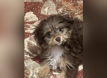 Moka, kleiner Welpenjunge sucht sein Körbchen