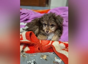 Moka, kleiner Welpenjunge sucht sein Körbchen