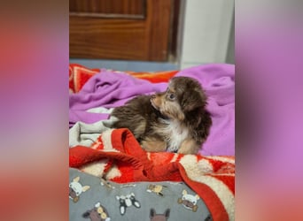 Moka, kleiner Welpenjunge sucht sein Körbchen