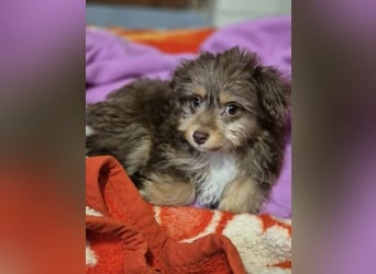 Moka, kleiner Welpenjunge sucht sein Körbchen