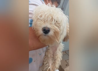 Loraine-Lili – das kleine Maltipoo-Wölkchen auf der Suche nach ihrem ersten eigenen Zuhause 