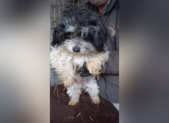 Pötyi2 PP– Maltipoowelpin sucht Kuschelkörbchen